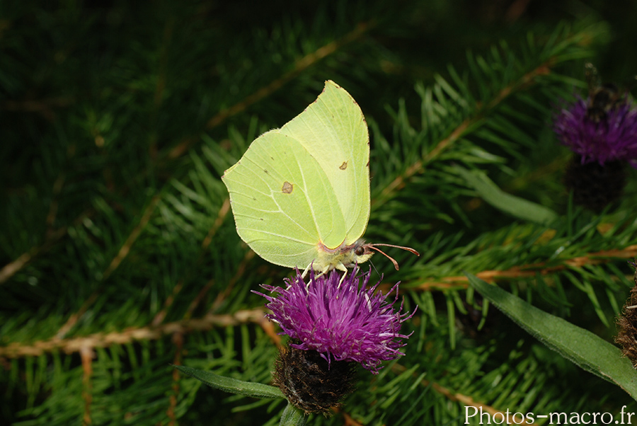 Gonepteryx rhamni